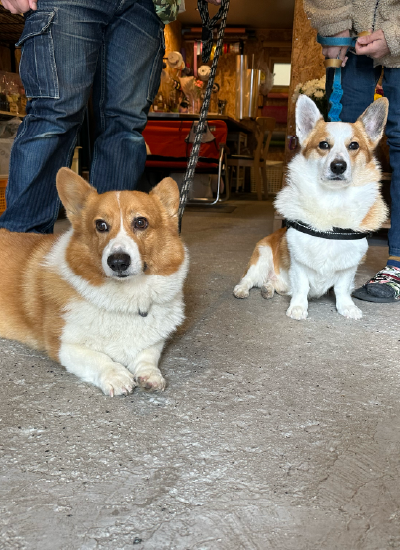 犬２