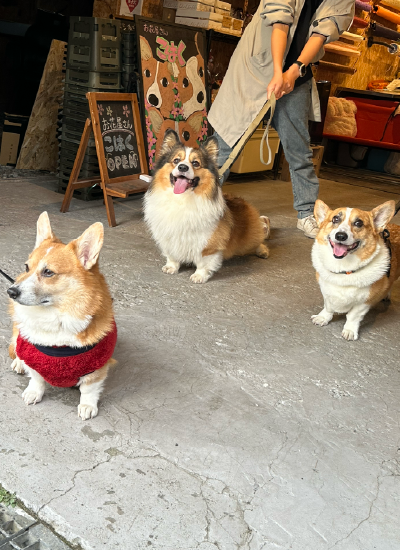 犬３