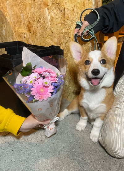 犬４